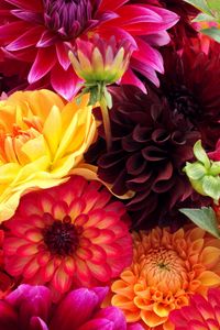 Preview wallpaper dahlias, flowers, buds, different, bright