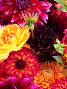 Preview wallpaper dahlias, flowers, buds, different, bright