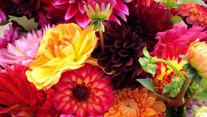 Preview wallpaper dahlias, flowers, buds, different, bright