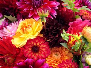 Preview wallpaper dahlias, flowers, buds, different, bright