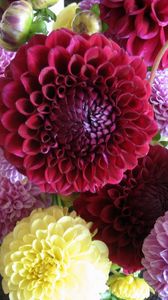 Preview wallpaper dahlias, flowers, buds, bright, different