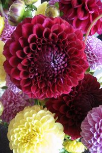 Preview wallpaper dahlias, flowers, buds, bright, different