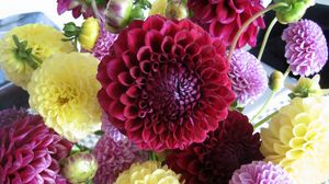 Preview wallpaper dahlias, flowers, buds, bright, different