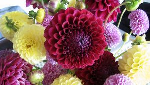 Preview wallpaper dahlias, flowers, buds, bright, different