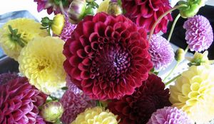 Preview wallpaper dahlias, flowers, buds, bright, different