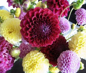 Preview wallpaper dahlias, flowers, buds, bright, different