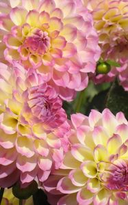 Preview wallpaper dahlias, flowers, buds, close-up