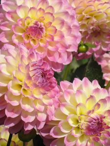 Preview wallpaper dahlias, flowers, buds, close-up