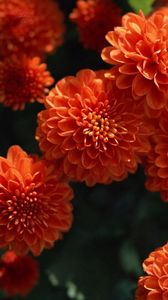 Preview wallpaper dahlias, flowers, buds, bright, close-up