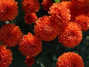 Preview wallpaper dahlias, flowers, buds, bright, close-up