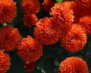 Preview wallpaper dahlias, flowers, buds, bright, close-up