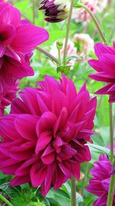 Preview wallpaper dahlias, flowers, buds, flowerbed, close-up