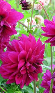 Preview wallpaper dahlias, flowers, buds, flowerbed, close-up