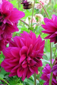 Preview wallpaper dahlias, flowers, buds, flowerbed, close-up