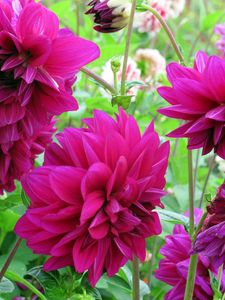 Preview wallpaper dahlias, flowers, buds, flowerbed, close-up