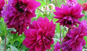 Preview wallpaper dahlias, flowers, buds, flowerbed, close-up