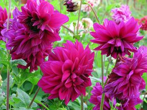 Preview wallpaper dahlias, flowers, buds, flowerbed, close-up