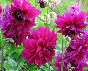 Preview wallpaper dahlias, flowers, buds, flowerbed, close-up