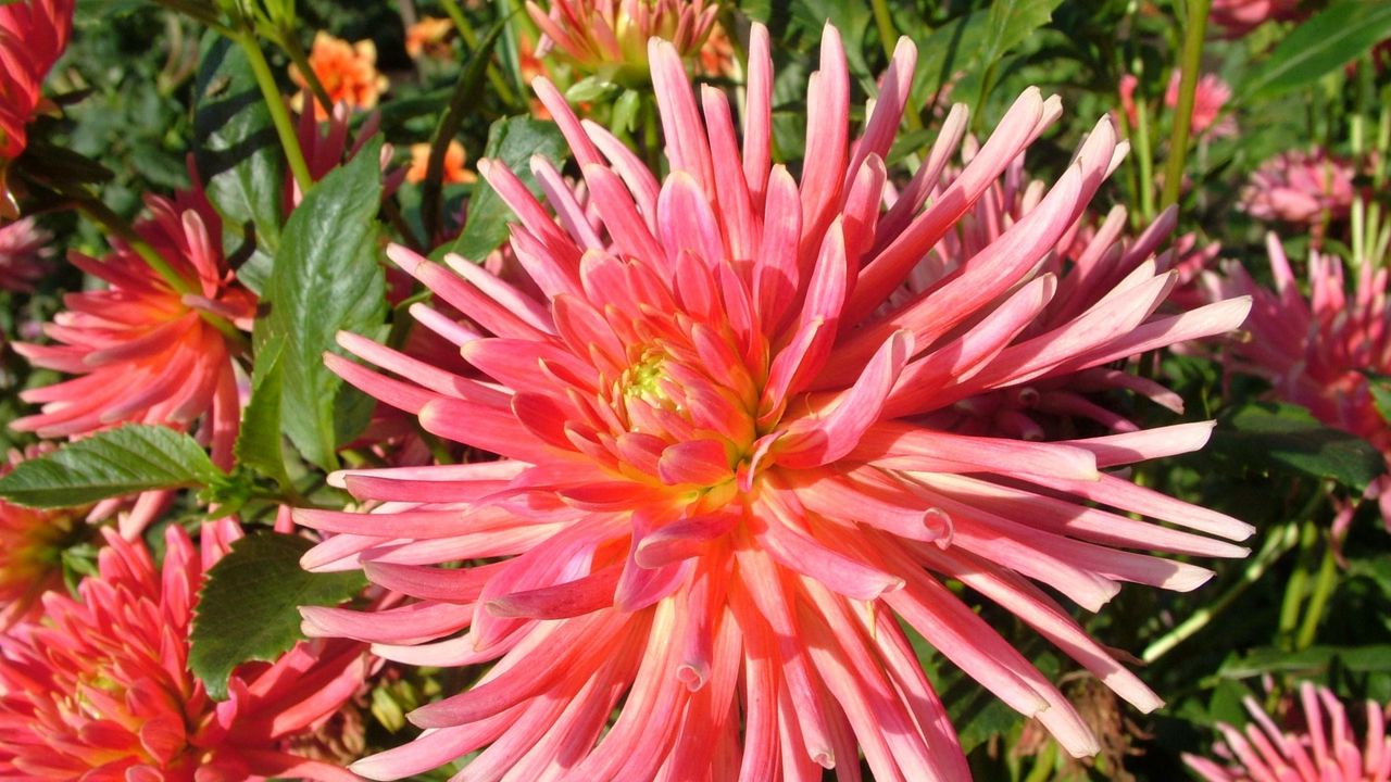 Wallpaper dahlias, flowers, close-up, sunny