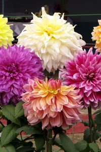 Preview wallpaper dahlias, flowers, different, herbs, beauty