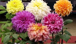 Preview wallpaper dahlias, flowers, different, herbs, beauty