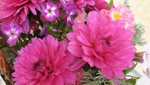 Preview wallpaper dahlias, flowers, different, basket