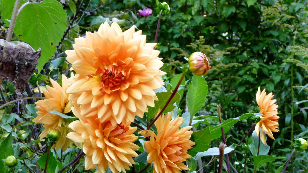 Wallpaper dahlias, flowers, flowerbed, green, garden