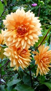 Preview wallpaper dahlias, flowers, flowerbed, green, garden