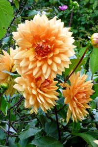 Preview wallpaper dahlias, flowers, flowerbed, green, garden