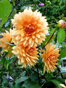 Preview wallpaper dahlias, flowers, flowerbed, green, garden