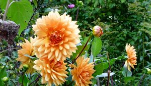 Preview wallpaper dahlias, flowers, flowerbed, green, garden