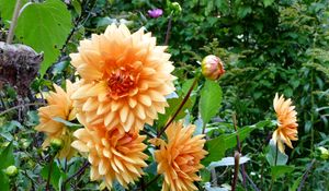 Preview wallpaper dahlias, flowers, flowerbed, green, garden