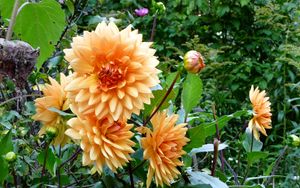 Preview wallpaper dahlias, flowers, flowerbed, green, garden