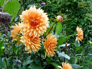 Preview wallpaper dahlias, flowers, flowerbed, green, garden