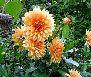 Preview wallpaper dahlias, flowers, flowerbed, green, garden