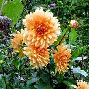 Preview wallpaper dahlias, flowers, flowerbed, green, garden