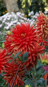 Preview wallpaper dahlias, flowers, flowerbed, green, garden