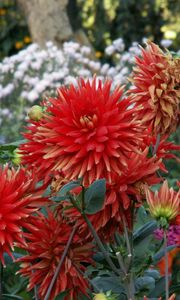 Preview wallpaper dahlias, flowers, flowerbed, green, garden