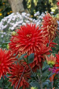 Preview wallpaper dahlias, flowers, flowerbed, green, garden