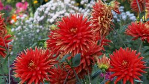 Preview wallpaper dahlias, flowers, flowerbed, green, garden