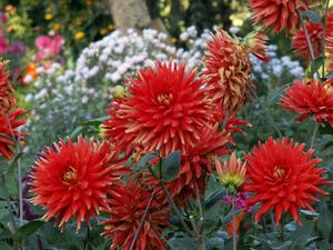 Preview wallpaper dahlias, flowers, flowerbed, green, garden