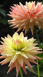 Preview wallpaper dahlias, flowers, flowerbed, close-up