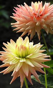 Preview wallpaper dahlias, flowers, flowerbed, close-up