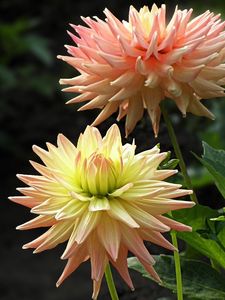 Preview wallpaper dahlias, flowers, flowerbed, close-up