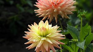 Preview wallpaper dahlias, flowers, flowerbed, close-up