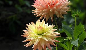 Preview wallpaper dahlias, flowers, flowerbed, close-up