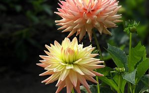 Preview wallpaper dahlias, flowers, flowerbed, close-up