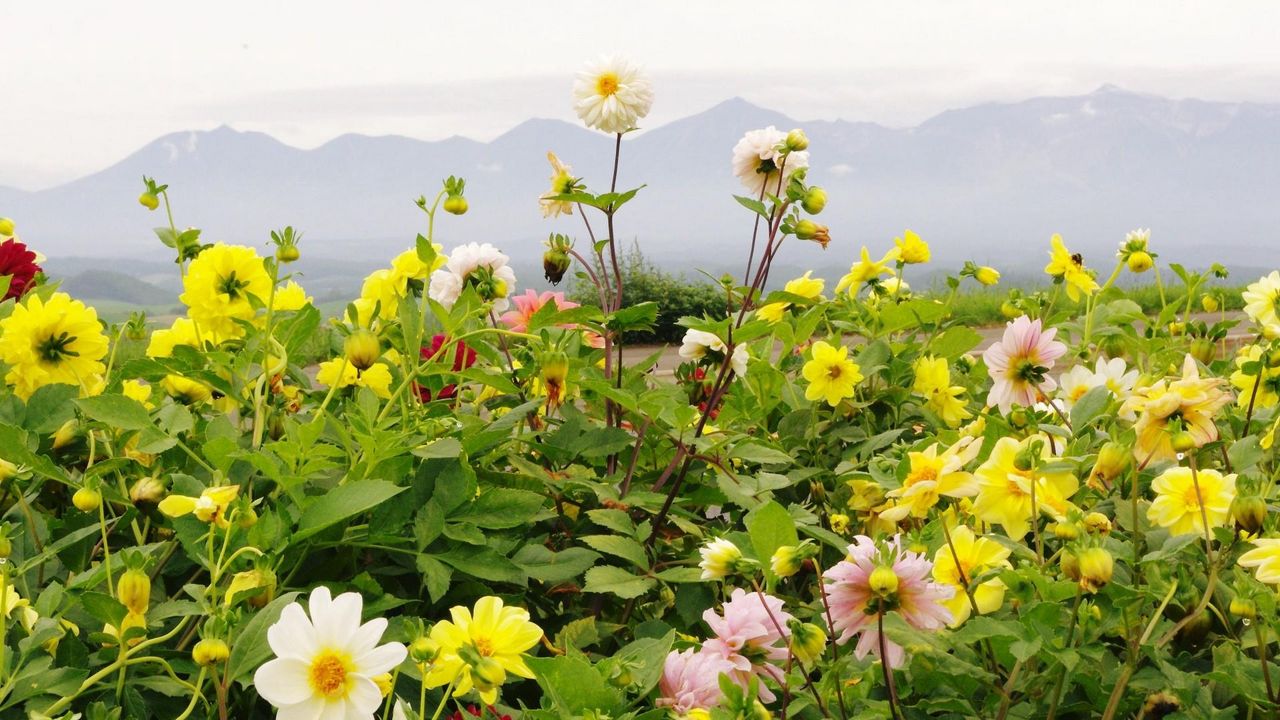 Wallpaper dahlias, flowers, flowerbed, horizon, mountains, sky