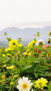 Preview wallpaper dahlias, flowers, flowerbed, horizon, mountains, sky