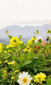 Preview wallpaper dahlias, flowers, flowerbed, horizon, mountains, sky